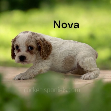 puppy, for, sale, Cocker Spaniel, Joe & Cherri  Overlease, dog, breeder, Miller, MO, dog-breeder, puppy-for-sale, forsale, nearby, find, puppyfind, locator, puppylocator, aca